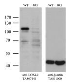 LOXL2 Antibody in Western Blot (WB)