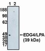 EDG4 Polyclonal Antibody