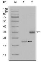 LPA Antibody in Western Blot (WB)