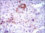 LPA Antibody in Immunohistochemistry (Paraffin) (IHC (P))