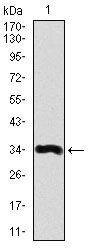 LPA Antibody in Western Blot (WB)