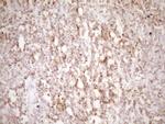 LPIN1 Antibody in Immunohistochemistry (Paraffin) (IHC (P))