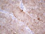 LPIN1 Antibody in Immunohistochemistry (Paraffin) (IHC (P))