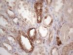 LPIN1 Antibody in Immunohistochemistry (Paraffin) (IHC (P))