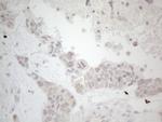 LPIN1 Antibody in Immunohistochemistry (Paraffin) (IHC (P))