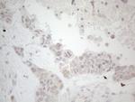 LPIN1 Antibody in Immunohistochemistry (Paraffin) (IHC (P))