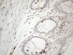 LPIN1 Antibody in Immunohistochemistry (Paraffin) (IHC (P))