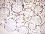 LPIN1 Antibody in Immunohistochemistry (Paraffin) (IHC (P))