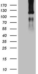 LPIN1 Antibody in Western Blot (WB)
