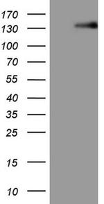 LPIN1 Antibody in Western Blot (WB)