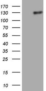 LPIN1 Antibody in Western Blot (WB)