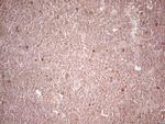 LPIN3 Antibody in Immunohistochemistry (Paraffin) (IHC (P))