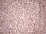 LPIN3 Antibody in Immunohistochemistry (Paraffin) (IHC (P))