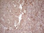LPIN3 Antibody in Immunohistochemistry (Paraffin) (IHC (P))