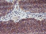 LPL Antibody in Immunohistochemistry (Paraffin) (IHC (P))