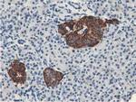 LPL Antibody in Immunohistochemistry (Paraffin) (IHC (P))