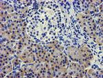 LPL Antibody in Immunohistochemistry (Paraffin) (IHC (P))