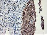 LPL Antibody in Immunohistochemistry (Paraffin) (IHC (P))