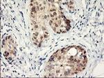 LPL Antibody in Immunohistochemistry (Paraffin) (IHC (P))