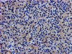 LPL Antibody in Immunohistochemistry (Paraffin) (IHC (P))
