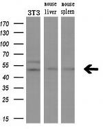 LPL Antibody in Western Blot (WB)