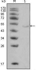 LPL Monoclonal Antibody (2C5)
