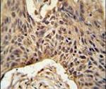 LPPR4 Antibody in Immunohistochemistry (IHC)