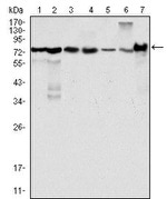 LPP Antibody in Western Blot (WB)