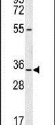 LRRC18 Antibody in Western Blot (WB)