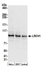 LRCH1 Antibody in Western Blot (WB)