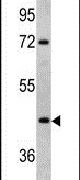 LRG1 Antibody in Western Blot (WB)