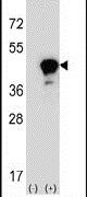 LRG1 Antibody in Western Blot (WB)