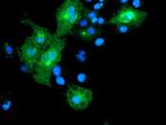 LRRC25 Antibody in Immunocytochemistry (ICC/IF)