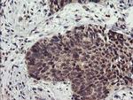 LRRC25 Antibody in Immunohistochemistry (Paraffin) (IHC (P))