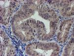 LRRC25 Antibody in Immunohistochemistry (Paraffin) (IHC (P))
