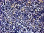 LRRC25 Antibody in Immunohistochemistry (Paraffin) (IHC (P))