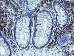 LRRC25 Antibody in Immunohistochemistry (Paraffin) (IHC (P))