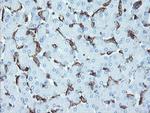 LRRC25 Antibody in Immunohistochemistry (Paraffin) (IHC (P))