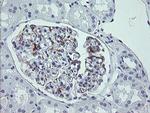 LRRC25 Antibody in Immunohistochemistry (Paraffin) (IHC (P))