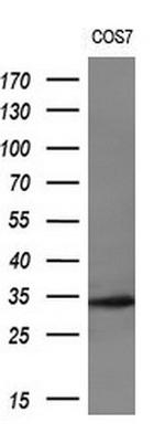 LRRC25 Antibody in Western Blot (WB)