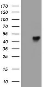 LRRC25 Antibody in Western Blot (WB)