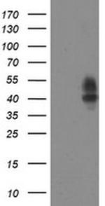 LRRC25 Antibody in Western Blot (WB)
