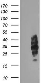 LRRC25 Antibody in Western Blot (WB)