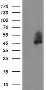 LRRC25 Antibody in Western Blot (WB)