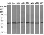 LRRC25 Antibody in Western Blot (WB)