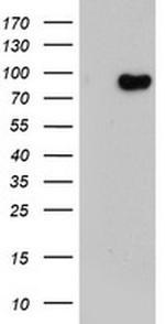 LRRC50 Antibody in Western Blot (WB)