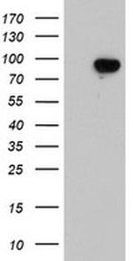 LRRC50 Antibody in Western Blot (WB)