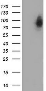 LRRC50 Antibody in Western Blot (WB)