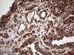 LRRTM1 Antibody in Immunohistochemistry (Paraffin) (IHC (P))