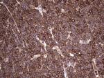 LRRTM1 Antibody in Immunohistochemistry (Paraffin) (IHC (P))